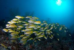 Maldives Liveaboard - Orion.